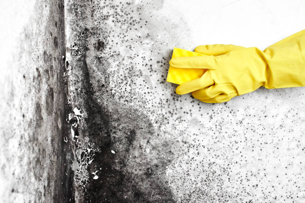 Best Mold Damage Restoration  in Debary, FL