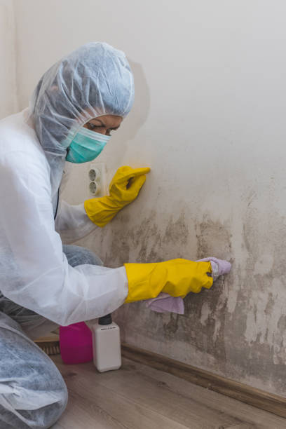 Reliable Debary, FL Mold Removal Solutions